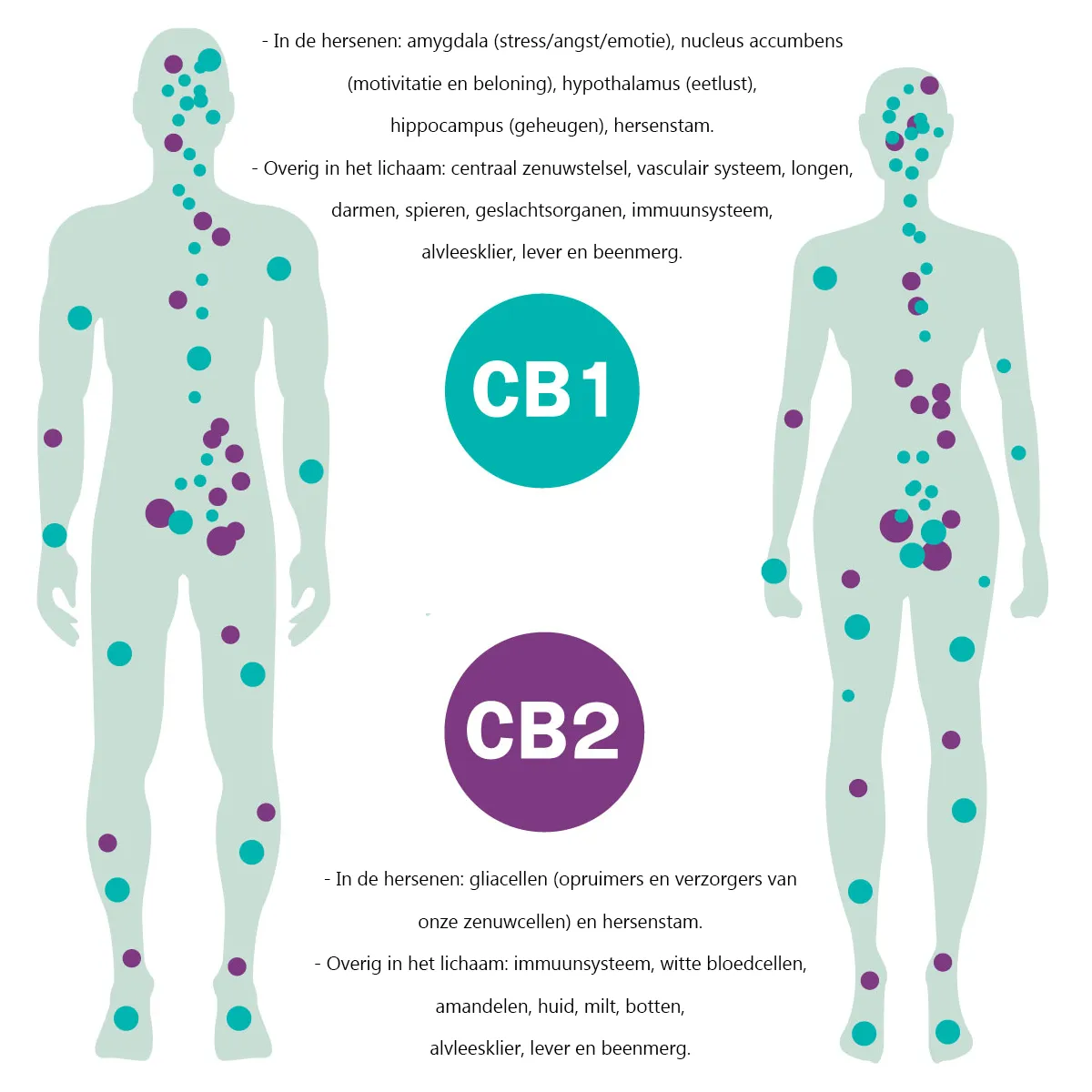 Endocannabinoide-systeem-ecs