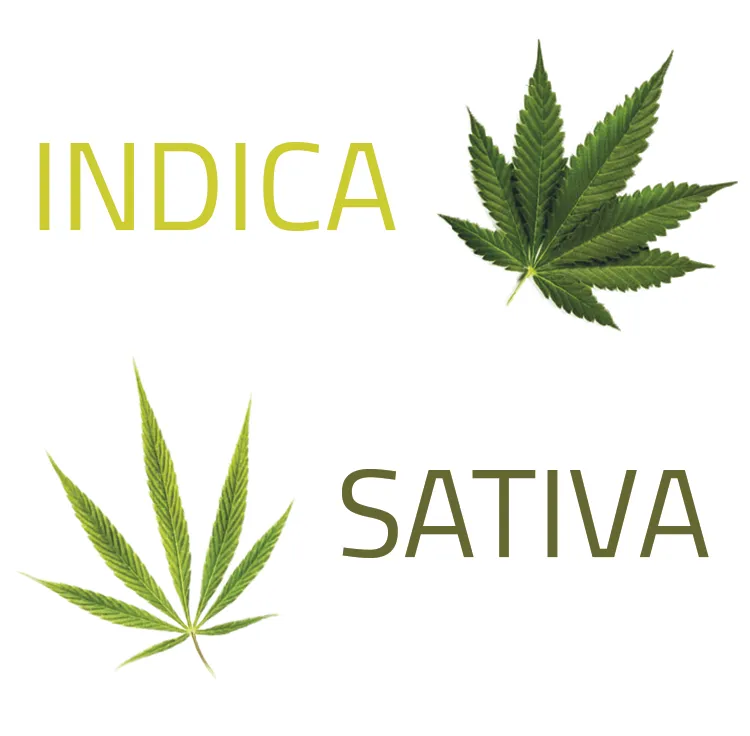 Verschil-cannabisplanten