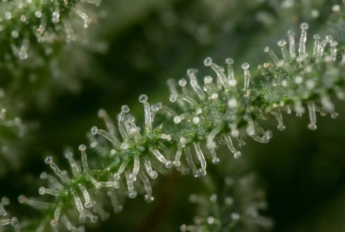 Close-up van trichomen op hennepbloem waar terpenen worden aangemaakt