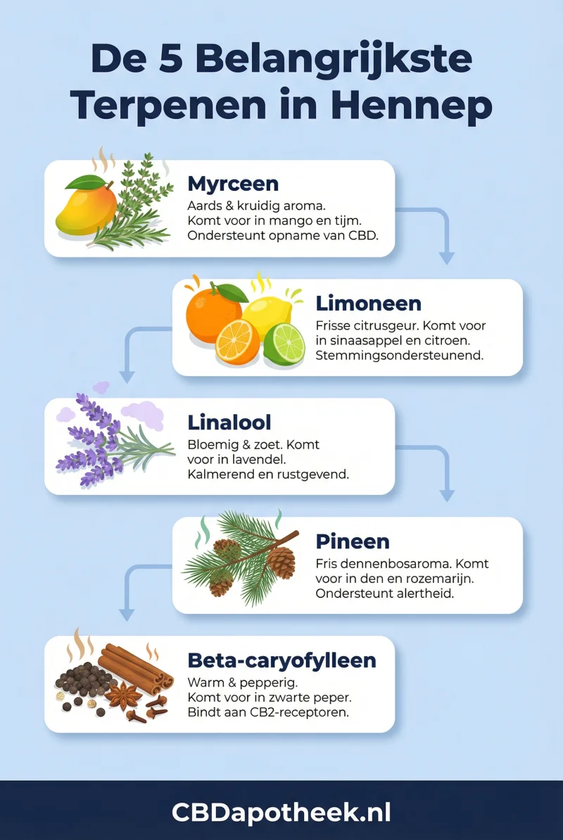 Infographic belangrijkste terpenen in hennep - CBDapotheek.nl